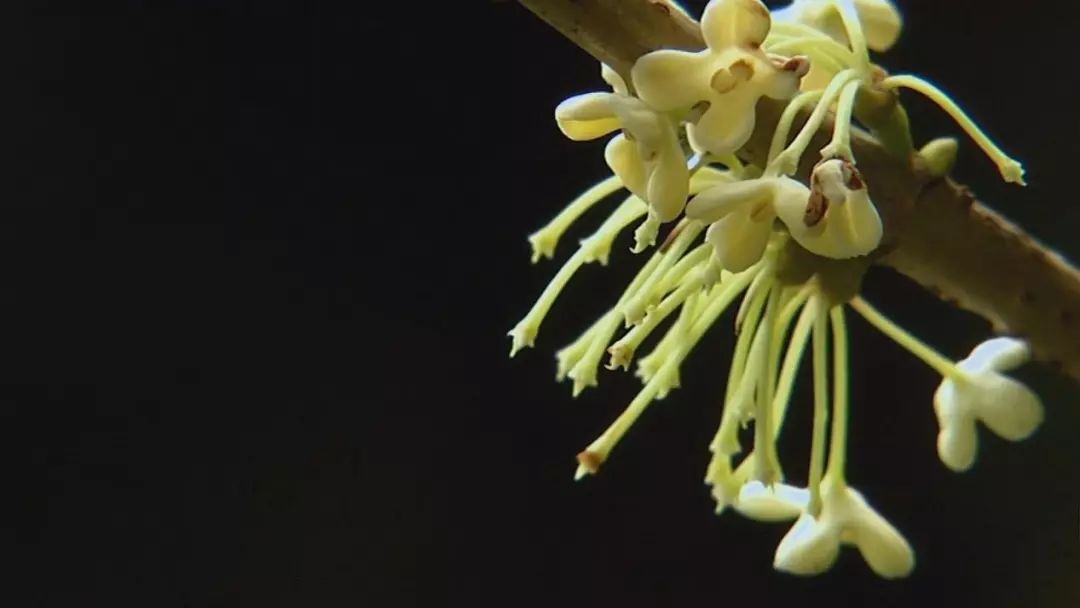 金秋好天气,美食券别忘了用!还有这些充满了桂花香的美食,可不能错过哦!休闲区蓝鸢梦想 - Www.slyday.coM 金秋好天气,美食券别忘了用!还有这些充满了桂花香的美食,可不能错过哦!休闲区蓝鸢梦想 - Www.slyday.coM
