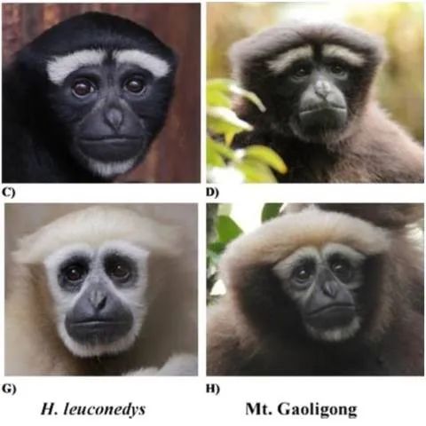 中国特有物种,可不止大熊猫!休闲区蓝鸢梦想 - Www.slyday.coM 中国特有物种,可不止大熊猫!休闲区蓝鸢梦想 - Www.slyday.coM