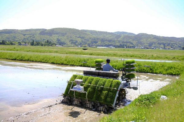 日本新潟县佐渡岛上的农民在稻田里劳作（法新社）