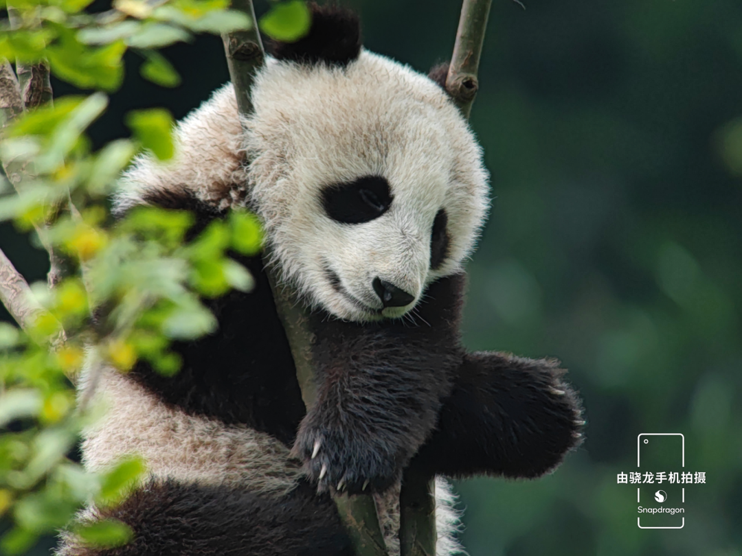 中国特有物种,可不止大熊猫!休闲区蓝鸢梦想 - Www.slyday.coM 中国特有物种,可不止大熊猫!休闲区蓝鸢梦想 - Www.slyday.coM