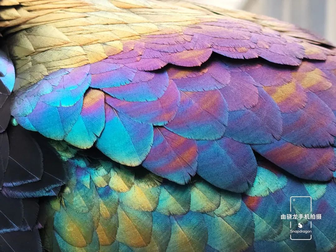 中国特有物种,可不止大熊猫!休闲区蓝鸢梦想 - Www.slyday.coM 中国特有物种,可不止大熊猫!休闲区蓝鸢梦想 - Www.slyday.coM