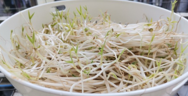 这是“菜中人参”!70%的人以为这菜没营养,殊不知它辅助降压补血!还被称为“活体蔬菜”休闲区蓝鸢梦想 - Www.slyday.coM 这是“菜中人参”!70%的人以为这菜没营养,殊不知它辅助降压补血!还被称为“活体蔬菜”休闲区蓝鸢梦想 - Www.slyday.coM