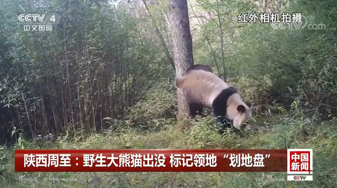 中国特有物种,可不止大熊猫!休闲区蓝鸢梦想 - Www.slyday.coM 中国特有物种,可不止大熊猫!休闲区蓝鸢梦想 - Www.slyday.coM