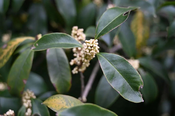 终于香了!国庆期间这里将迎来最佳赏桂期,为何今年开得特别迟?休闲区蓝鸢梦想 - Www.slyday.coM 终于香了!国庆期间这里将迎来最佳赏桂期,为何今年开得特别迟?休闲区蓝鸢梦想 - Www.slyday.coM