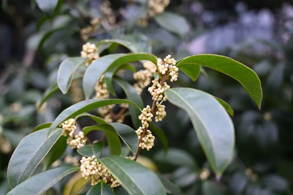 终于香了!国庆期间这里将迎来最佳赏桂期,为何今年开得特别迟?休闲区蓝鸢梦想 - Www.slyday.coM 终于香了!国庆期间这里将迎来最佳赏桂期,为何今年开得特别迟?休闲区蓝鸢梦想 - Www.slyday.coM