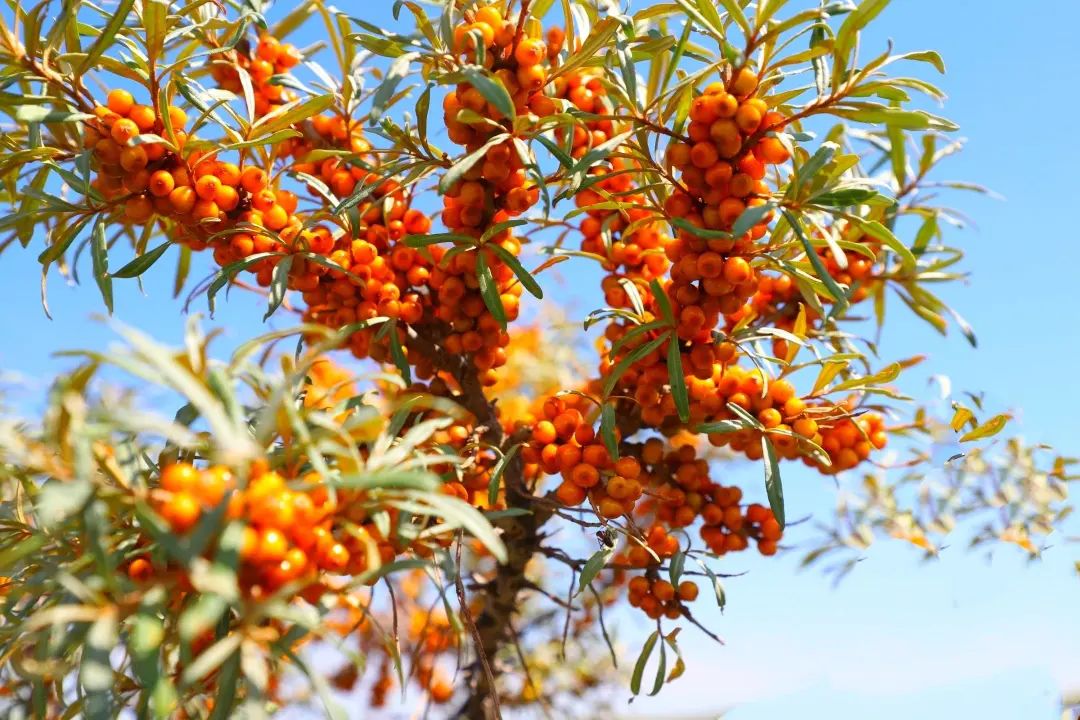 【地理素养】沙漠和海滩都是沙子,但却有不同的韵味,世界上最美的12种颜色的沙滩,你爱哪一种?附我国和印度沙漠治理的对比休闲区蓝鸢梦想 - Www.slyday.coM 【地理素养】沙漠和海滩都是沙子,但却有不同的韵味,世界上最美的12种颜色的沙滩,你爱哪一种?附我国和印度沙漠治理的对比休闲区蓝鸢梦想 - Www.slyday.coM