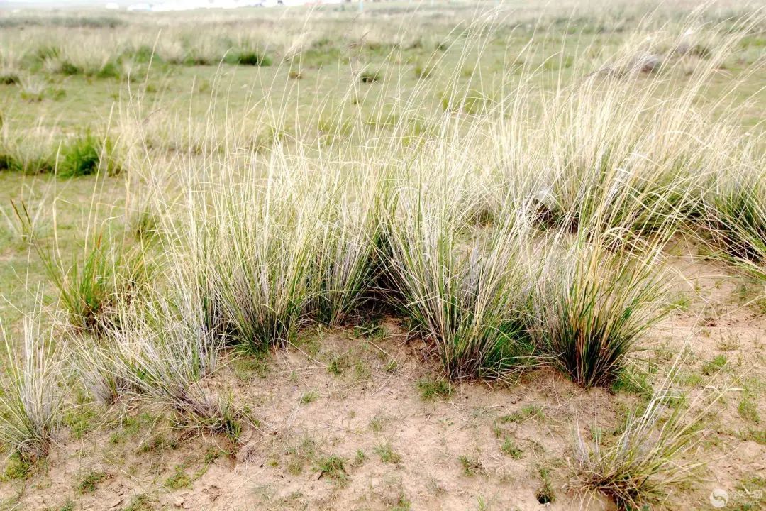 【地理素养】沙漠和海滩都是沙子,但却有不同的韵味,世界上最美的12种颜色的沙滩,你爱哪一种?附我国和印度沙漠治理的对比休闲区蓝鸢梦想 - Www.slyday.coM 【地理素养】沙漠和海滩都是沙子,但却有不同的韵味,世界上最美的12种颜色的沙滩,你爱哪一种?附我国和印度沙漠治理的对比休闲区蓝鸢梦想 - Www.slyday.coM