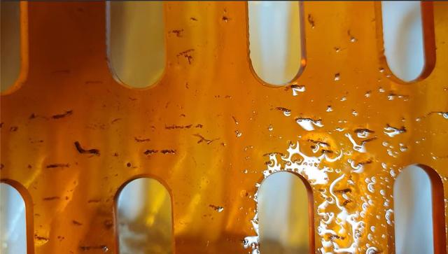 记住了,以后在鱼缸内再看到它,就是这种小虫子,摇蚊幼虫休闲区蓝鸢梦想 - Www.slyday.coM 记住了,以后在鱼缸内再看到它,就是这种小虫子,摇蚊幼虫休闲区蓝鸢梦想 - Www.slyday.coM