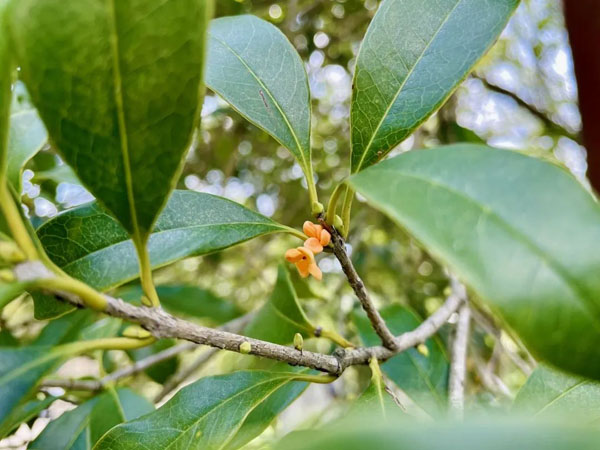 终于香了!国庆期间这里将迎来最佳赏桂期,为何今年开得特别迟?休闲区蓝鸢梦想 - Www.slyday.coM 终于香了!国庆期间这里将迎来最佳赏桂期,为何今年开得特别迟?休闲区蓝鸢梦想 - Www.slyday.coM