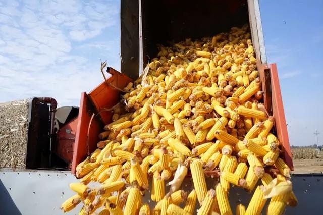 东方甄选直播间一根玉米卖6元,那么农民到底能赚多少?休闲区蓝鸢梦想 - Www.slyday.coM 东方甄选直播间一根玉米卖6元,那么农民到底能赚多少?休闲区蓝鸢梦想 - Www.slyday.coM