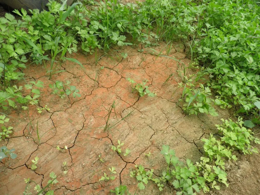 【地理素养】沙漠和海滩都是沙子,但却有不同的韵味,世界上最美的12种颜色的沙滩,你爱哪一种?附我国和印度沙漠治理的对比休闲区蓝鸢梦想 - Www.slyday.coM 【地理素养】沙漠和海滩都是沙子,但却有不同的韵味,世界上最美的12种颜色的沙滩,你爱哪一种?附我国和印度沙漠治理的对比休闲区蓝鸢梦想 - Www.slyday.coM