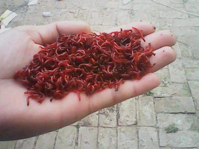 记住了,以后在鱼缸内再看到它,就是这种小虫子,摇蚊幼虫休闲区蓝鸢梦想 - Www.slyday.coM 记住了,以后在鱼缸内再看到它,就是这种小虫子,摇蚊幼虫休闲区蓝鸢梦想 - Www.slyday.coM