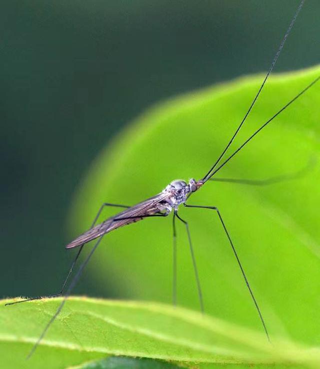 记住了,以后在鱼缸内再看到它,就是这种小虫子,摇蚊幼虫休闲区蓝鸢梦想 - Www.slyday.coM 记住了,以后在鱼缸内再看到它,就是这种小虫子,摇蚊幼虫休闲区蓝鸢梦想 - Www.slyday.coM
