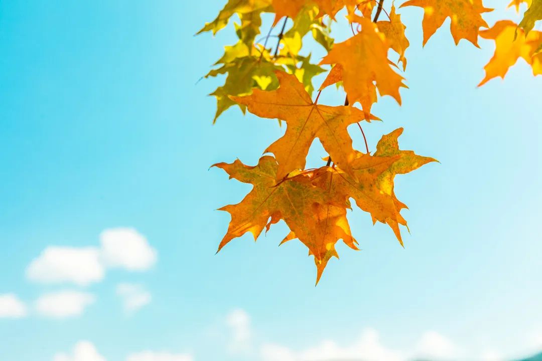 秋收季,你的生命之果成熟了吗?休闲区蓝鸢梦想 - Www.slyday.coM 秋收季,你的生命之果成熟了吗?休闲区蓝鸢梦想 - Www.slyday.coM