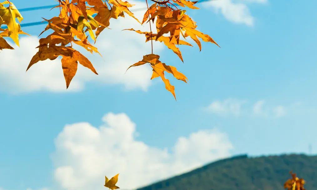 秋收季,你的生命之果成熟了吗?休闲区蓝鸢梦想 - Www.slyday.coM 秋收季,你的生命之果成熟了吗?休闲区蓝鸢梦想 - Www.slyday.coM