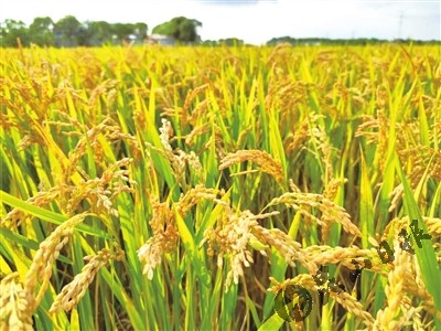 做好机收减损培训备战秋收秋种休闲区蓝鸢梦想 - Www.slyday.coM 做好机收减损培训备战秋收秋种休闲区蓝鸢梦想 - Www.slyday.coM