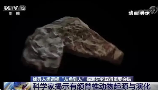 实锤了!人是从这种动物进化来的!网友:昨天刚清蒸了TA休闲区蓝鸢梦想 - Www.slyday.coM 实锤了!人是从这种动物进化来的!网友:昨天刚清蒸了TA休闲区蓝鸢梦想 - Www.slyday.coM