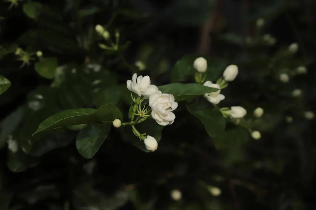 谁还没有个属于自己的浪漫花园?!休闲区蓝鸢梦想 - Www.slyday.coM 谁还没有个属于自己的浪漫花园?!休闲区蓝鸢梦想 - Www.slyday.coM