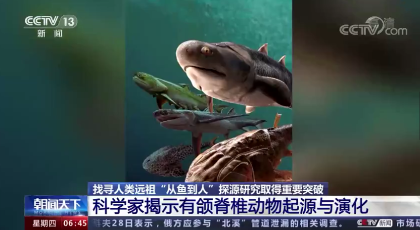 实锤了!人是从这种动物进化来的!网友:昨天刚清蒸了TA休闲区蓝鸢梦想 - Www.slyday.coM 实锤了!人是从这种动物进化来的!网友:昨天刚清蒸了TA休闲区蓝鸢梦想 - Www.slyday.coM