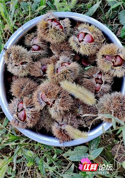 秋天捡板栗是种什么体验?我在板栗树下找回了我的童年休闲区蓝鸢梦想 - Www.slyday.coM 秋天捡板栗是种什么体验?我在板栗树下找回了我的童年休闲区蓝鸢梦想 - Www.slyday.coM