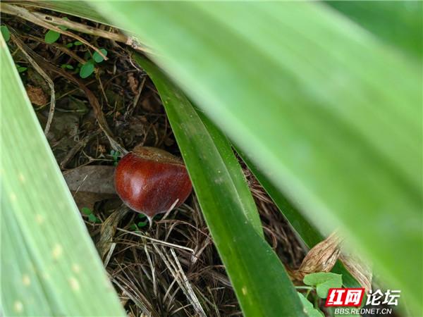 秋天捡板栗是种什么体验?我在板栗树下找回了我的童年休闲区蓝鸢梦想 - Www.slyday.coM 秋天捡板栗是种什么体验?我在板栗树下找回了我的童年休闲区蓝鸢梦想 - Www.slyday.coM