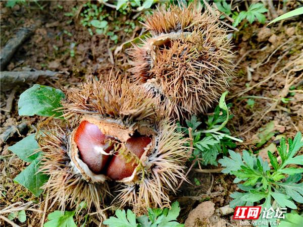 秋天捡板栗是种什么体验?我在板栗树下找回了我的童年休闲区蓝鸢梦想 - Www.slyday.coM 秋天捡板栗是种什么体验?我在板栗树下找回了我的童年休闲区蓝鸢梦想 - Www.slyday.coM