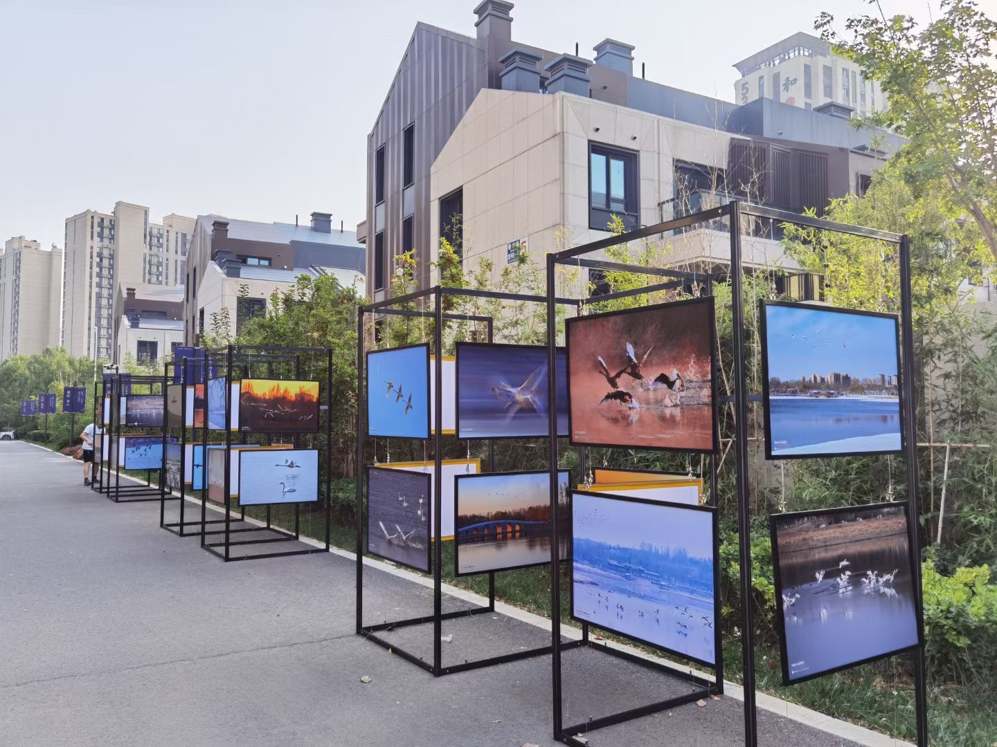 南海子天鹅有多美?这个艺术展的200多张照片给您答案休闲区蓝鸢梦想 - Www.slyday.coM 南海子天鹅有多美?这个艺术展的200多张照片给您答案休闲区蓝鸢梦想 - Www.slyday.coM