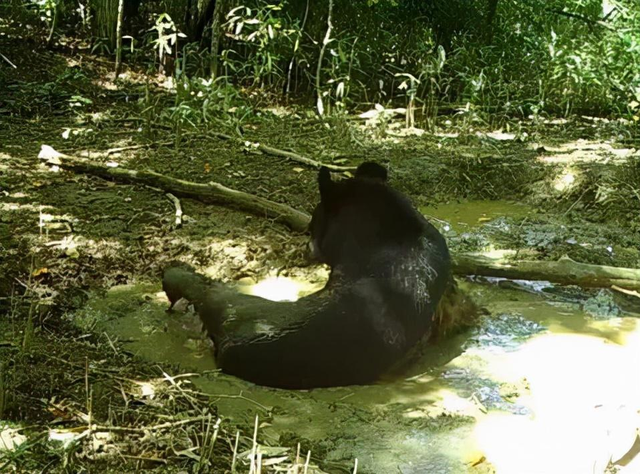 重庆拍到黑熊一家三口林中漫步,临走时不忘跟镜头“说再见”休闲区蓝鸢梦想 - Www.slyday.coM 重庆拍到黑熊一家三口林中漫步,临走时不忘跟镜头“说再见”休闲区蓝鸢梦想 - Www.slyday.coM