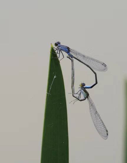 都市寻虫者|公园城市昆虫多样性科考日记——白鹭湾的蜻蜓之美休闲区蓝鸢梦想 - Www.slyday.coM 都市寻虫者|公园城市昆虫多样性科考日记——白鹭湾的蜻蜓之美休闲区蓝鸢梦想 - Www.slyday.coM
