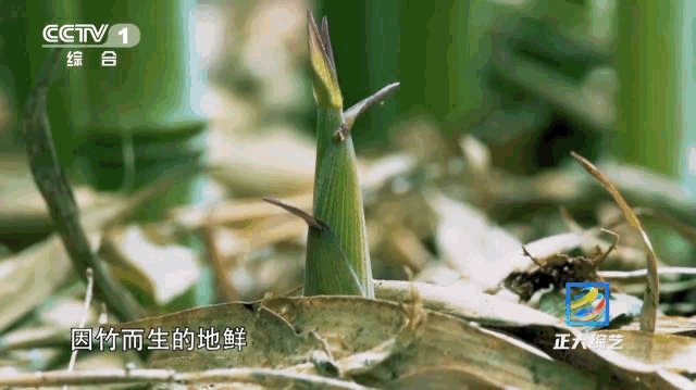 羊肉串、火锅、清补凉……这个国庆,《正大综艺》让你足不出户吃遍全国休闲区蓝鸢梦想 - Www.slyday.coM 羊肉串、火锅、清补凉……这个国庆,《正大综艺》让你足不出户吃遍全国休闲区蓝鸢梦想 - Www.slyday.coM