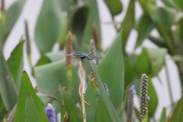 都市寻虫者|公园城市昆虫多样性科考日记——白鹭湾的蜻蜓之美休闲区蓝鸢梦想 - Www.slyday.coM 都市寻虫者|公园城市昆虫多样性科考日记——白鹭湾的蜻蜓之美休闲区蓝鸢梦想 - Www.slyday.coM