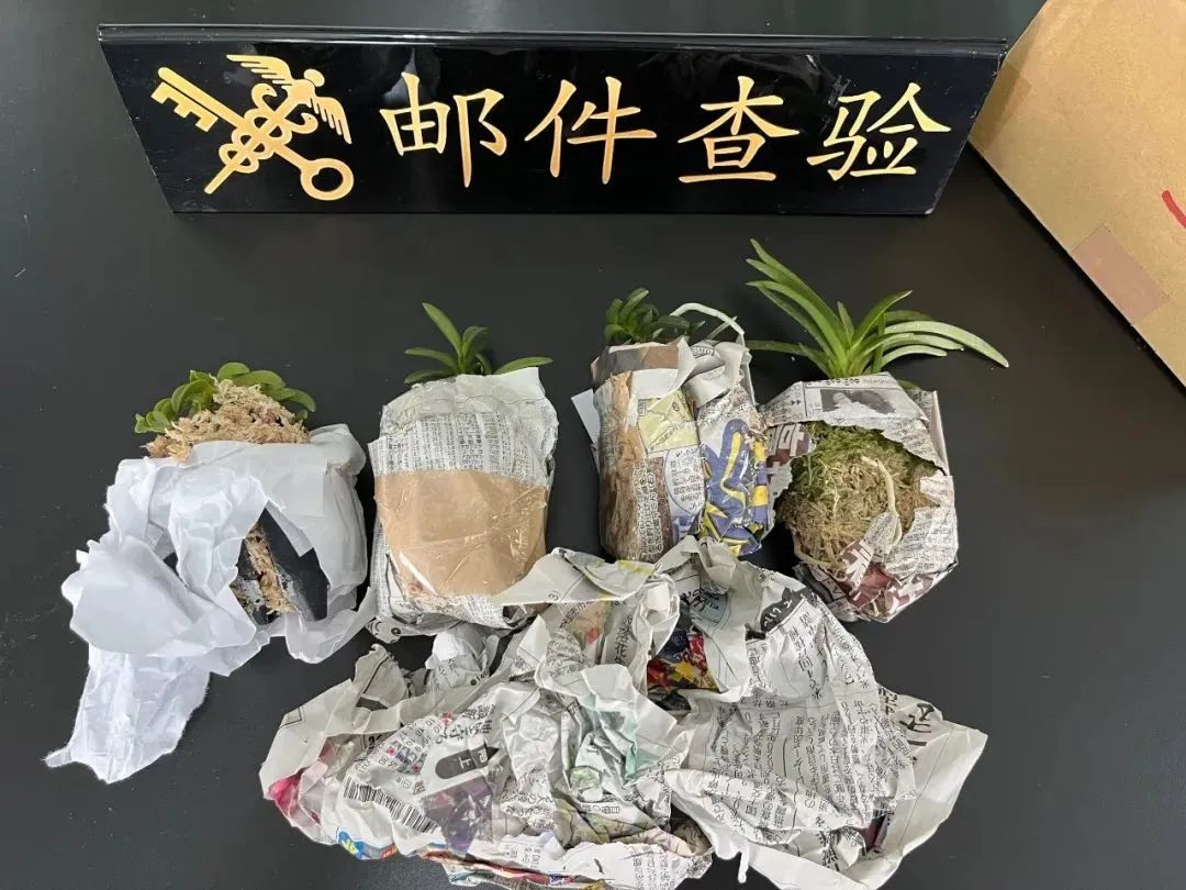 女子带外形奇特“小东西”被扣?官方通报:这是不对的!休闲区蓝鸢梦想 - Www.slyday.coM 女子带外形奇特“小东西”被扣?官方通报:这是不对的!休闲区蓝鸢梦想 - Www.slyday.coM