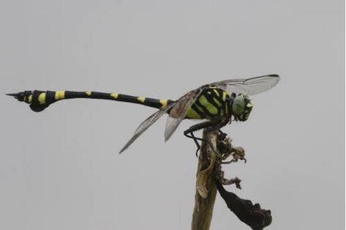 都市寻虫者|公园城市昆虫多样性科考日记——白鹭湾的蜻蜓之美休闲区蓝鸢梦想 - Www.slyday.coM 都市寻虫者|公园城市昆虫多样性科考日记——白鹭湾的蜻蜓之美休闲区蓝鸢梦想 - Www.slyday.coM