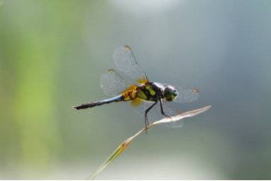 都市寻虫者|公园城市昆虫多样性科考日记——白鹭湾的蜻蜓之美休闲区蓝鸢梦想 - Www.slyday.coM 都市寻虫者|公园城市昆虫多样性科考日记——白鹭湾的蜻蜓之美休闲区蓝鸢梦想 - Www.slyday.coM