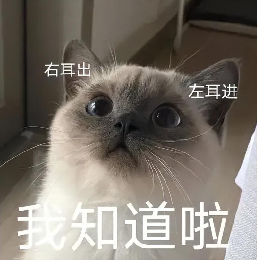 猫界最好养的“暹罗猫”，养了你不后悔