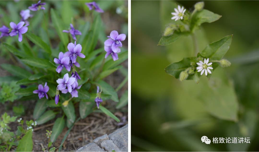 大家有没有想过,中国人为什么这么爱种菜?休闲区蓝鸢梦想 - Www.slyday.coM 大家有没有想过,中国人为什么这么爱种菜?休闲区蓝鸢梦想 - Www.slyday.coM