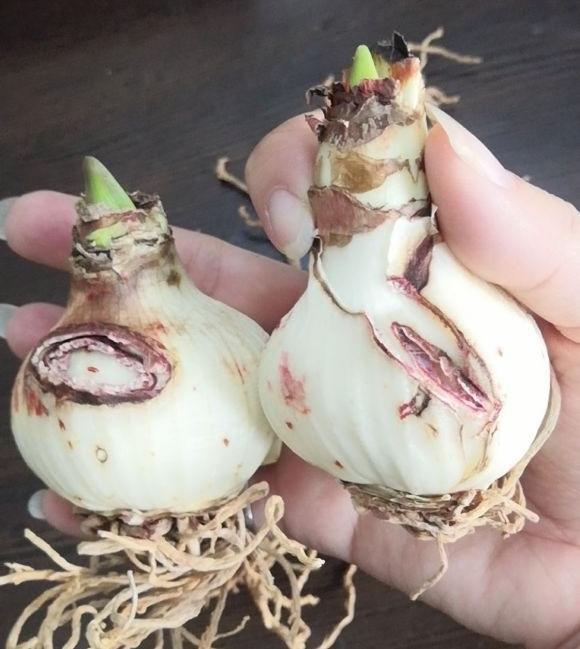 成都供卵哪里可以提供（朱顶红1个80块？为啥这么贵？贵有贵的道理，开花很漂亮！）