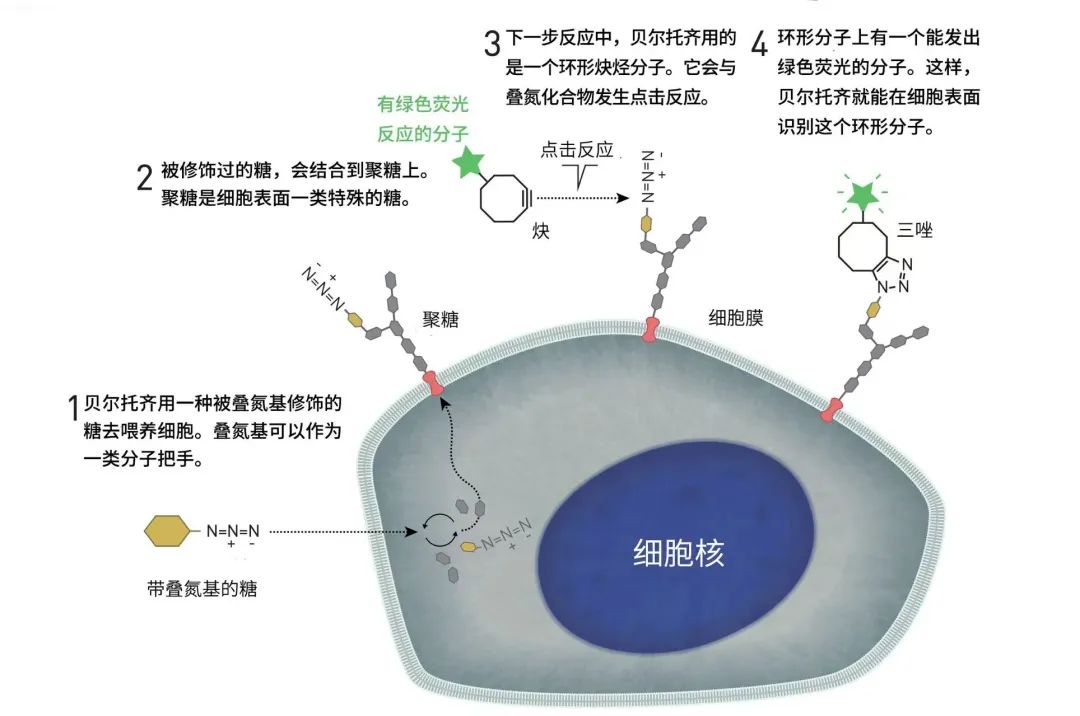 “咔嗒”一下，像乐高一样拼在一起！这就是今年的诺奖成果