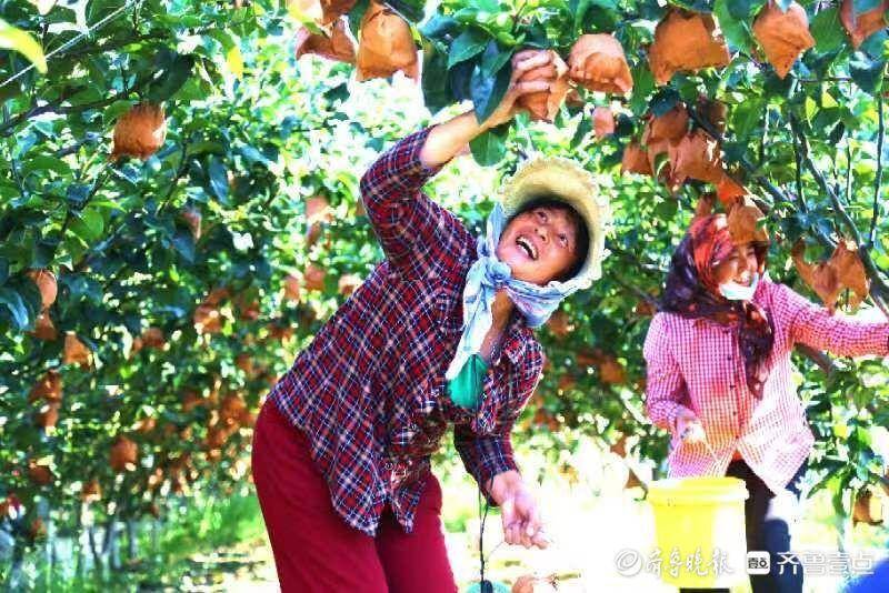秋梨压枝头,丰收正当时 平度孙家荒年产秋梨7百万斤产值过亿元休闲区蓝鸢梦想 - Www.slyday.coM 秋梨压枝头,丰收正当时 平度孙家荒年产秋梨7百万斤产值过亿元休闲区蓝鸢梦想 - Www.slyday.coM