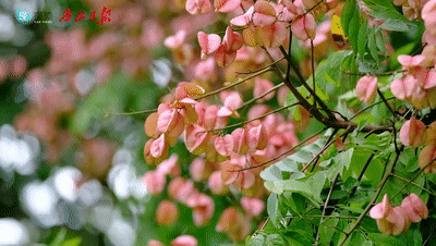 美醉了!肇庆最美秋色陆续上线,惊艳的风景都在这里了休闲区蓝鸢梦想 - Www.slyday.coM 美醉了!肇庆最美秋色陆续上线,惊艳的风景都在这里了休闲区蓝鸢梦想 - Www.slyday.coM