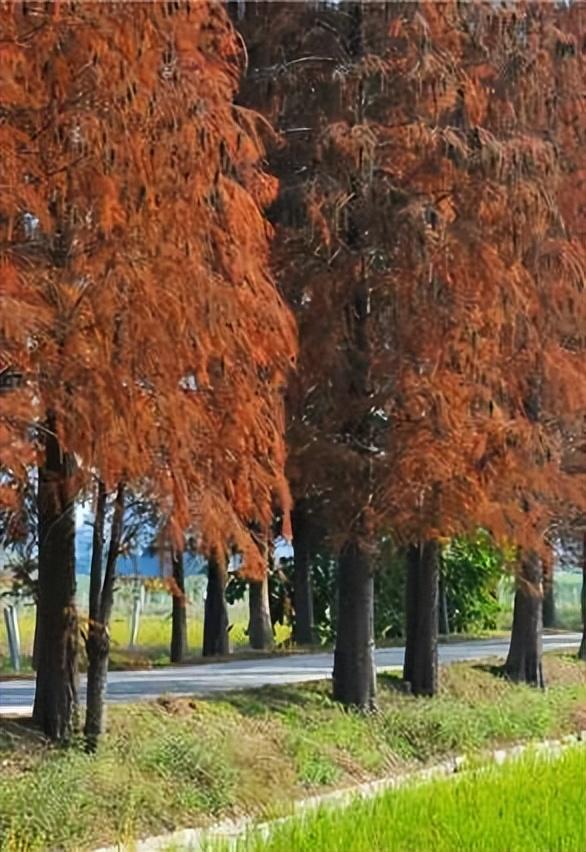 美醉了!肇庆最美秋色陆续上线,惊艳的风景都在这里了休闲区蓝鸢梦想 - Www.slyday.coM 美醉了!肇庆最美秋色陆续上线,惊艳的风景都在这里了休闲区蓝鸢梦想 - Www.slyday.coM