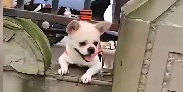 狗狗禁入公园被拦门外,主人为此支付“停狗费”…网友吵翻了休闲区蓝鸢梦想 - Www.slyday.coM 狗狗禁入公园被拦门外,主人为此支付“停狗费”…网友吵翻了休闲区蓝鸢梦想 - Www.slyday.coM