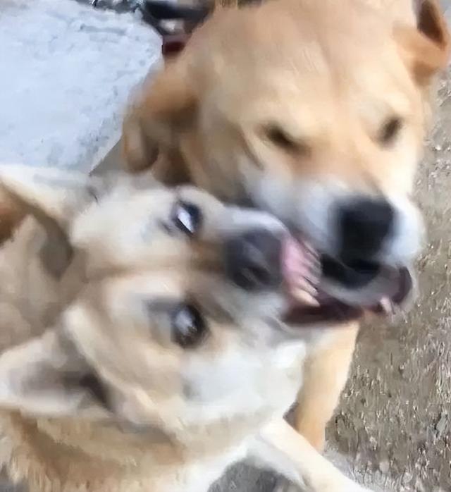 狗狗禁入公园被拦门外,主人为此支付“停狗费”…网友吵翻了休闲区蓝鸢梦想 - Www.slyday.coM 狗狗禁入公园被拦门外,主人为此支付“停狗费”…网友吵翻了休闲区蓝鸢梦想 - Www.slyday.coM