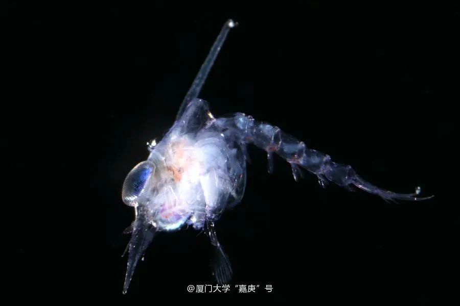 福建这所大学的“分校”开到了海上休闲区蓝鸢梦想 - Www.slyday.coM 福建这所大学的“分校”开到了海上休闲区蓝鸢梦想 - Www.slyday.coM