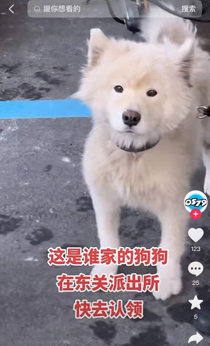 这是谁家的?快去派出所认领……看到这条抖音,主人寻回了狗狗休闲区蓝鸢梦想 - Www.slyday.coM 这是谁家的?快去派出所认领……看到这条抖音,主人寻回了狗狗休闲区蓝鸢梦想 - Www.slyday.coM