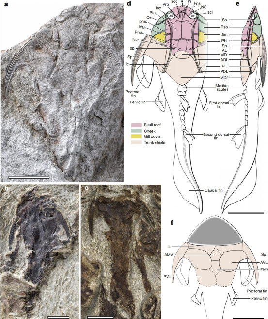 秀山鱼是目前已发现的最古老完整盾皮鱼化石，拥有众多有颌类的原始特征。比例尺为5毫米。图片来自参考文献[5]