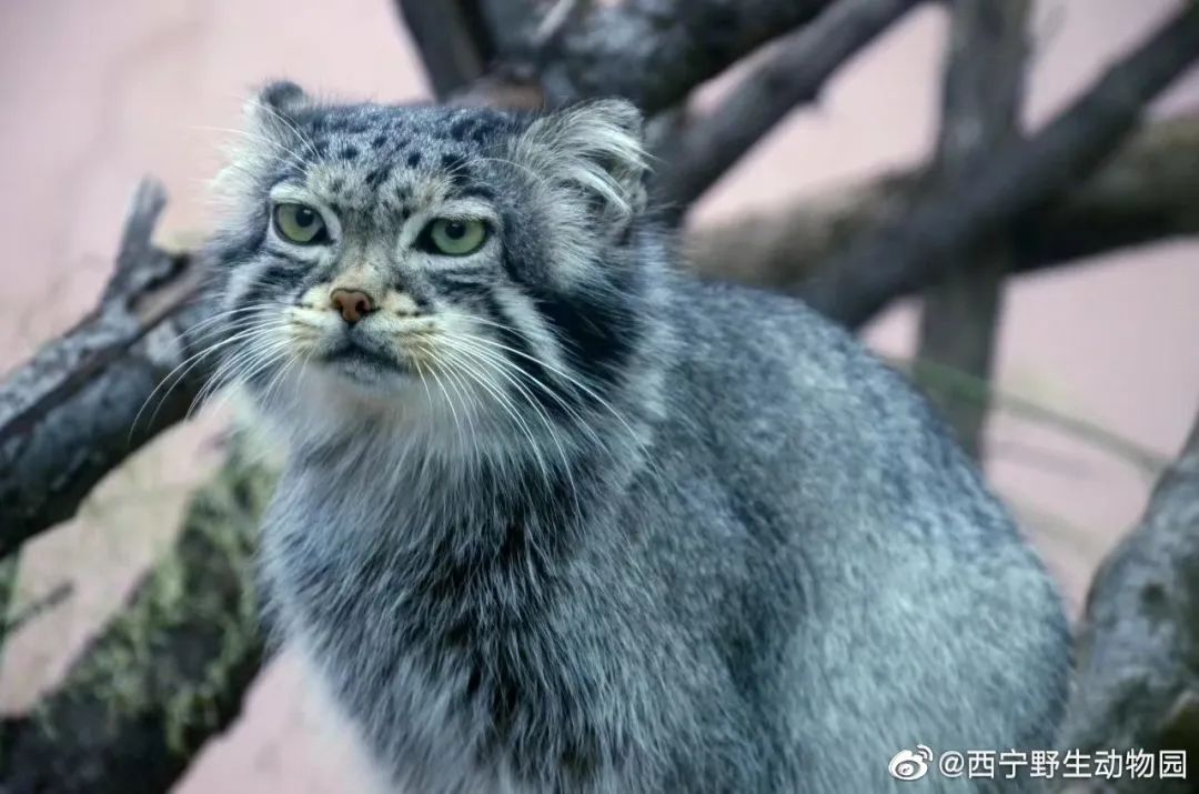 太突然…"狲思邈"没了休闲区蓝鸢梦想 - Www.slyday.coM 太突然…"狲思邈"没了休闲区蓝鸢梦想 - Www.slyday.coM