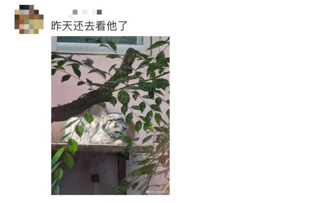 网红兔狲“狲思邈”意外死亡!网友:难过,还没来得及去看看它休闲区蓝鸢梦想 - Www.slyday.coM 网红兔狲“狲思邈”意外死亡!网友:难过,还没来得及去看看它休闲区蓝鸢梦想 - Www.slyday.coM