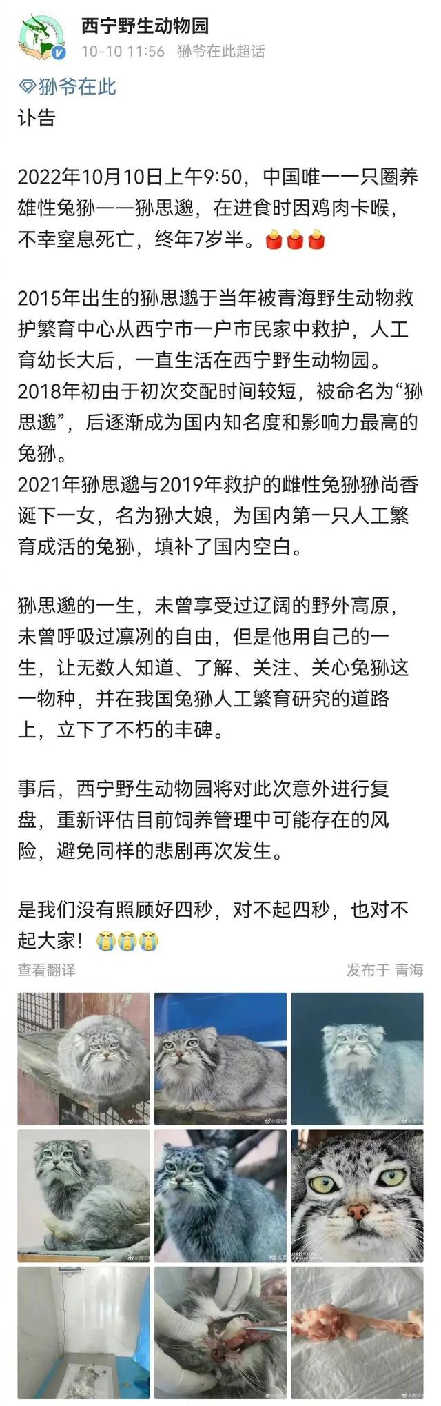 网红兔狲“狲思邈”意外死亡!网友:难过,还没来得及去看看它休闲区蓝鸢梦想 - Www.slyday.coM 网红兔狲“狲思邈”意外死亡!网友:难过,还没来得及去看看它休闲区蓝鸢梦想 - Www.slyday.coM