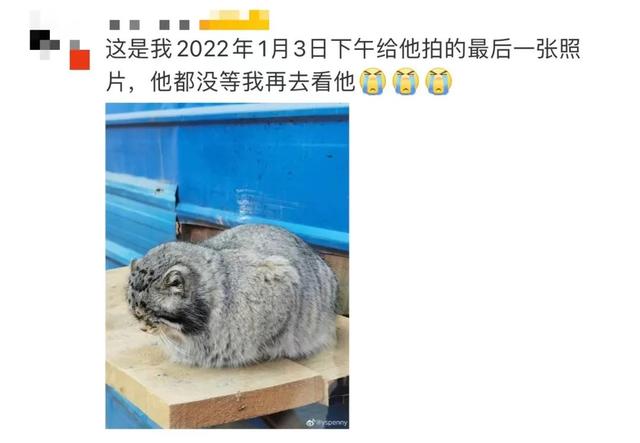 网红兔狲“狲思邈”意外死亡!网友:难过,还没来得及去看看它休闲区蓝鸢梦想 - Www.slyday.coM 网红兔狲“狲思邈”意外死亡!网友:难过,还没来得及去看看它休闲区蓝鸢梦想 - Www.slyday.coM